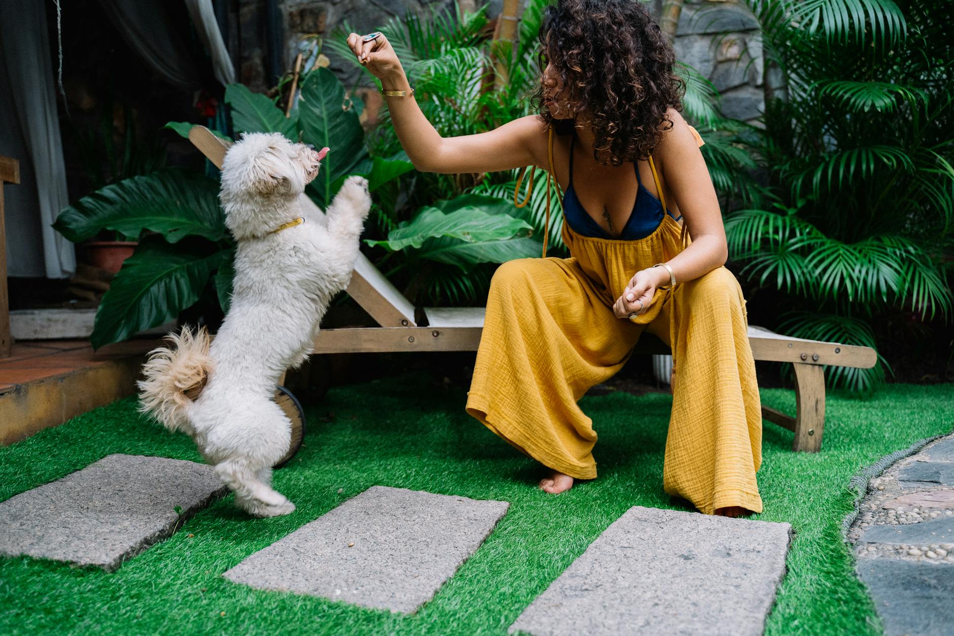 Avant de dresser votre chien en 2026, une seule chose compte vraiment