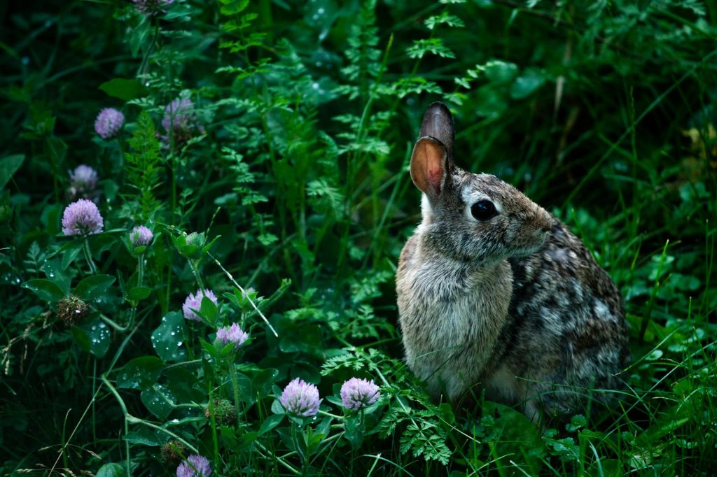 J'ai cru protéger la nature pendant 10 ans — j'avais tout faux
