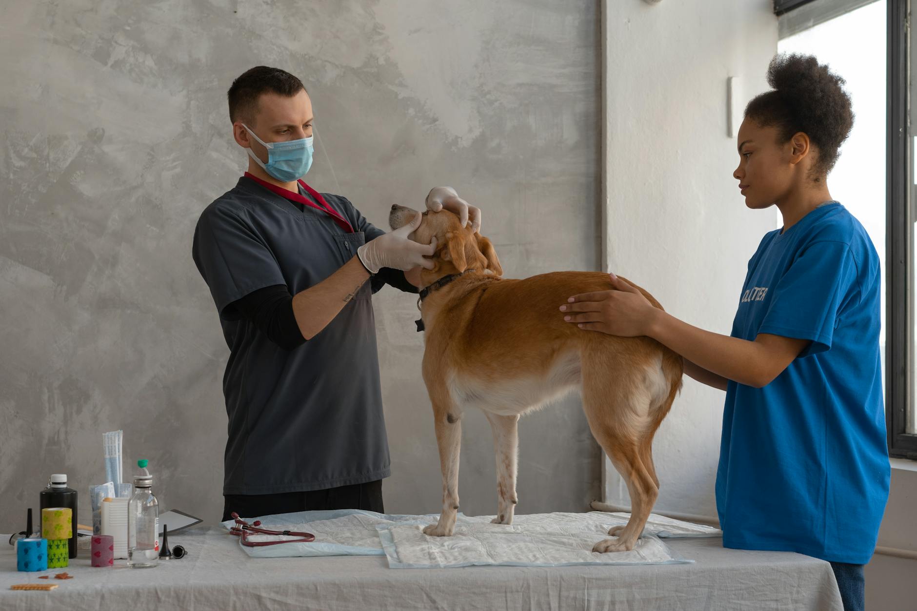 Santé animale : les tendances qui s'installent durablement en 2026