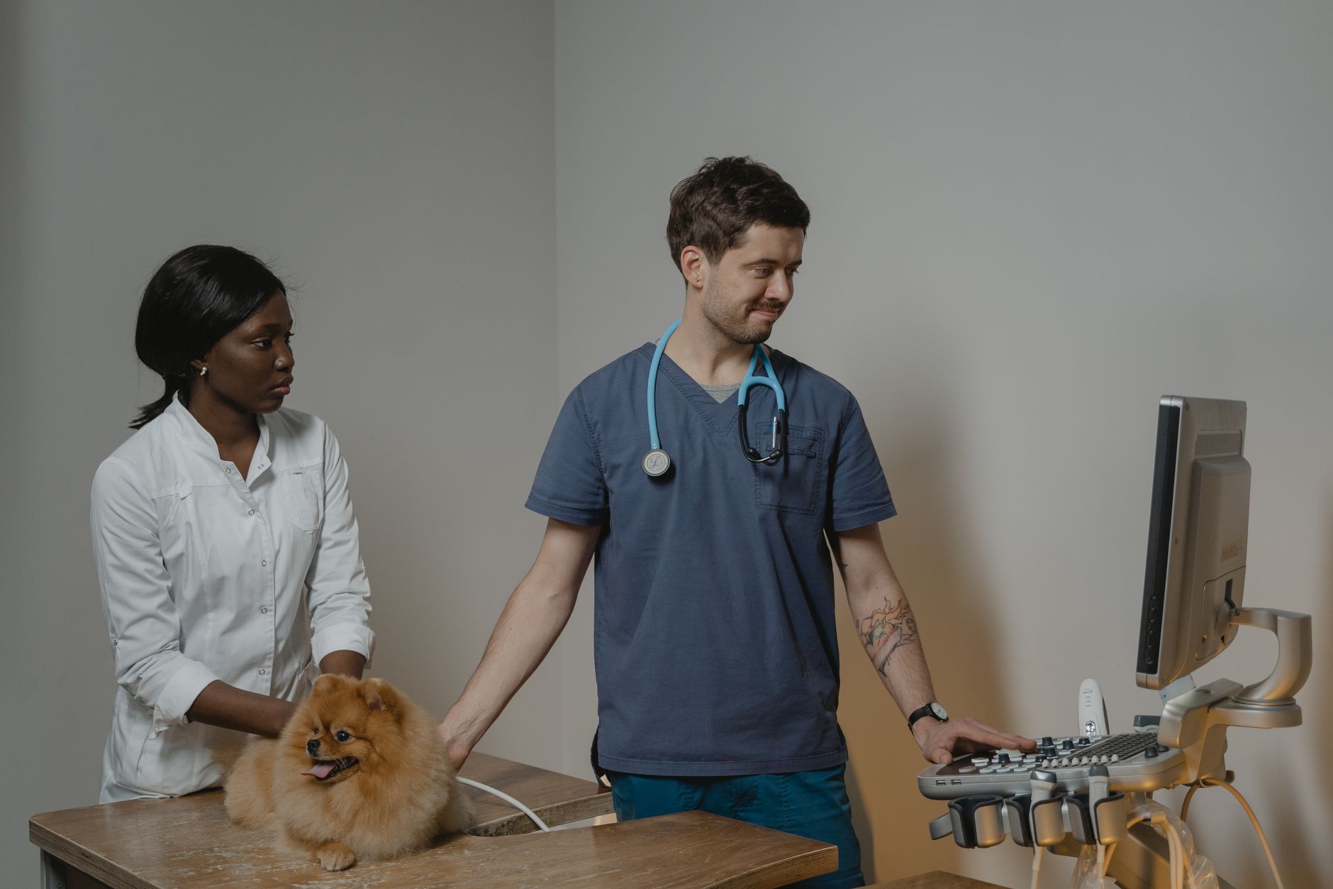 Santé animale : les réflexes à adopter pour un animal épanoui